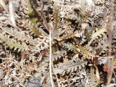 Lepidium solandri