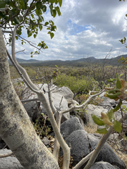 Ficus petiolaris palmeri