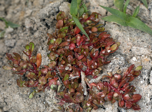 iNaturalist observation photo of Southwestern Waterwort