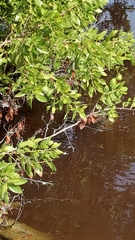 Laguncularia racemosa