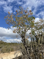 Albizia occidentalis