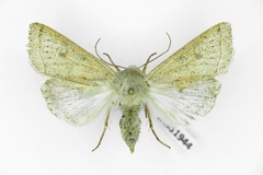 Orthosia gracilis