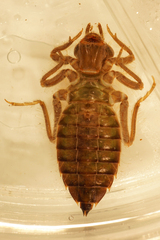 Stenogomphurus rogersi