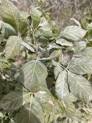 Zanthoxylum arborescens