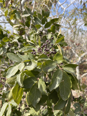 Zanthoxylum arborescens