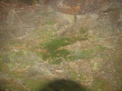 Trichomanes botryoides