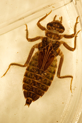 Stenogomphurus rogersi