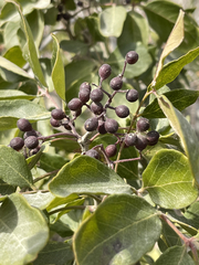 Zanthoxylum arborescens