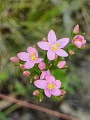 Centaurium tenuiflorum