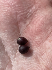 Zanthoxylum arborescens