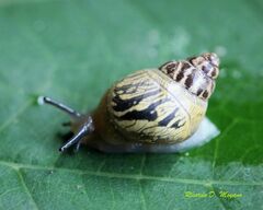 Simpulopsis eudioptus