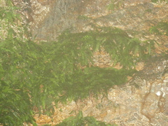 Trichomanes botryoides