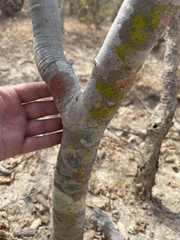 Chrysothrix xanthina