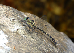 Hemigomphus comitatus