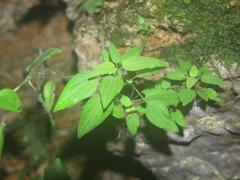 Macrocentrum