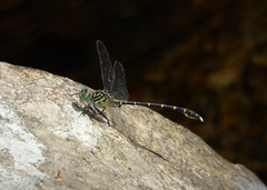 Hemigomphus comitatus