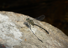 Hemigomphus comitatus