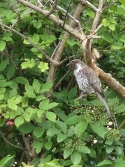 Anthochaera chrysoptera tasmanica