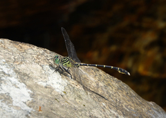 Hemigomphus comitatus
