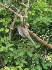 Anthochaera chrysoptera tasmanica