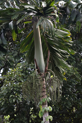 Socratea exorrhiza