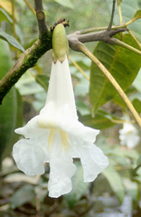 Tabebuia fluviatilis