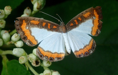 Nymphidium caricae