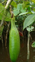 Tabebuia fluviatilis