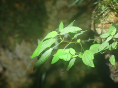 Macrocentrum