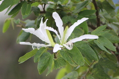 Bauhinia forficata