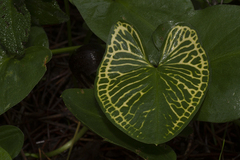Arisarum simorrhinum