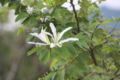 Bauhinia forficata