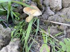 Leratiomyces percevalii