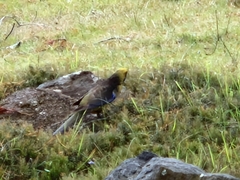 Platycercus caledonicus