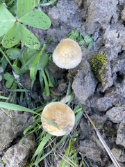 Leratiomyces percevalii