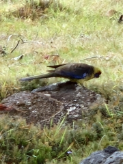 Platycercus caledonicus