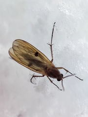 Mycetophilidae