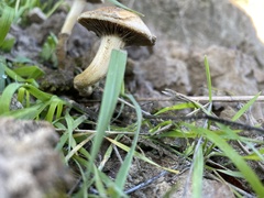 Leratiomyces percevalii
