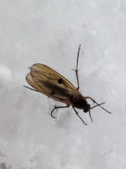 Mycetophilidae