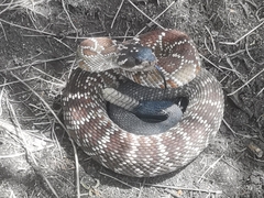 Crotalus molossus nigrescens