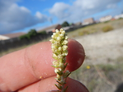 Ifloga repens