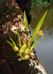 Maxillaria subrepens