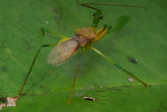 Ploeogaster