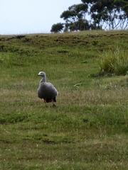 Cereopsis novaehollandiae