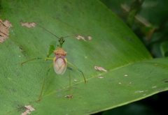 Ploeogaster