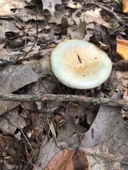 Lactarius