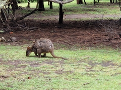 Thylogale billardierii