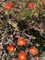 Malephora purpureocrocea
