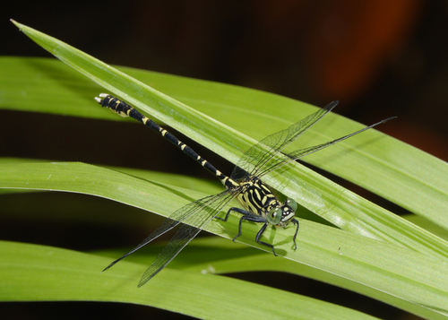 Hemigomphus comitatus (Tillyard, 1909)