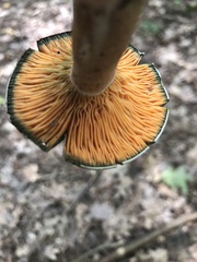 Lactarius